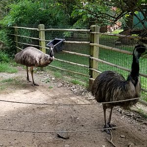 Lehigh Valley Zoo - emus