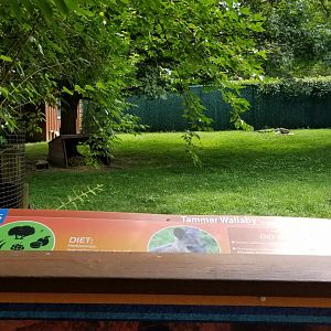 Lehigh Valley Zoo - Tammar wallaby exhibit