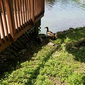 Lehigh Valley Zoo - Egyptian Geese