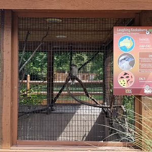 Lehigh Valley Zoo - laughing kookaburra