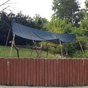 Lehigh Valley Zoo - white cockatoos