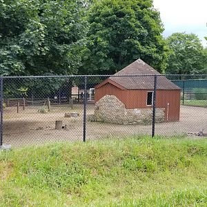 Lehigh Valley Zoo - back of red kangaroo area
