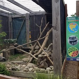 Lehigh Valley Zoo - raccoon