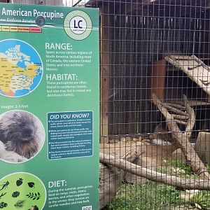 Lehigh Valley Zoo - north american porcupine