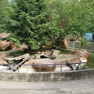 Lehigh Valley Zoo - north american river otters