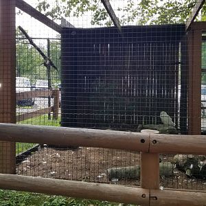 Lehigh Valley Zoo - snowy owl