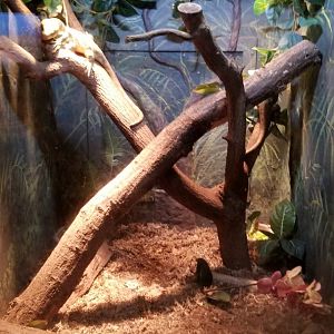 Lehigh Valley Zoo - solomon island skinks