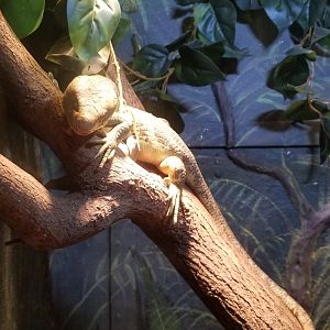 Lehigh Valley Zoo - solomon island skink