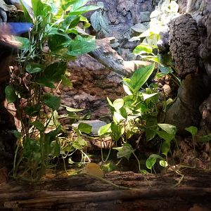 Lehigh Valley Zoo - amazon tree boa, emerald tree boa, mata mata exhibit