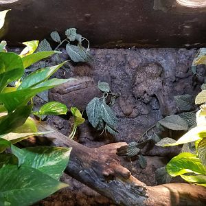 Lehigh Valley Zoo - amazon tree boa