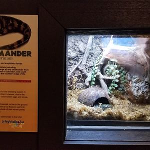 Lehigh Valley Zoo - tiger salamander