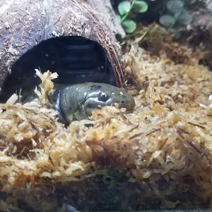 Lehigh Valley Zoo - tiger salamander