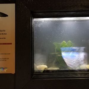 Lehigh Valley Zoo - axolotl tank