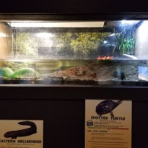 Lehigh Valley Zoo - spotted turtle tank