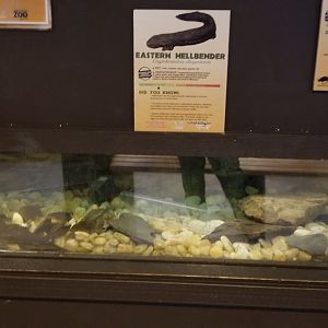 Lehigh Valley Zoo - eastern hellbender tank