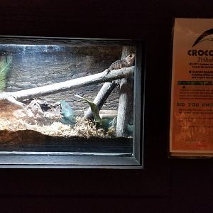 Lehigh Valley Zoo - crocodile skink exhibit