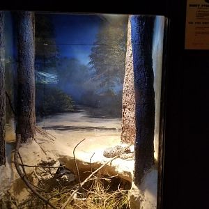 Lehigh Valley Zoo - dusky pygmy rattlesnake
