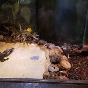 Lehigh Valley Zoo - dwarf crocodile