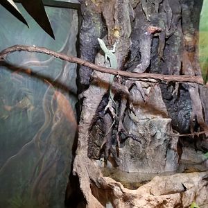 Lehigh Valley Zoo - green tree monitor