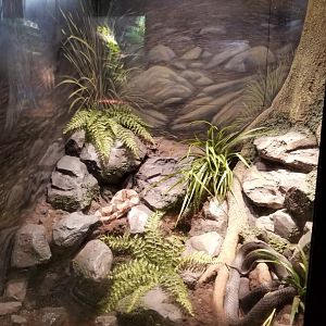 Lehigh Valley Zoo - eastern rat snake, northern copperhead
