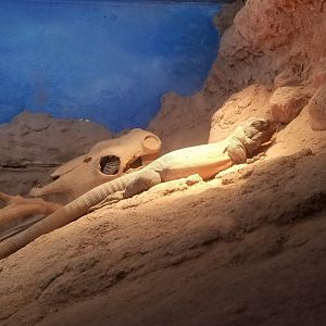 Lehigh Valley Zoo - chuckwalla, desert iguana