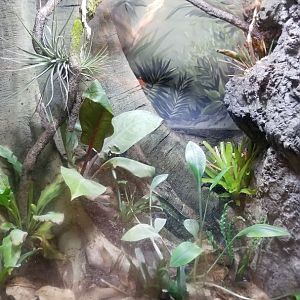 Lehigh Valley Zoo - poison dart frogs