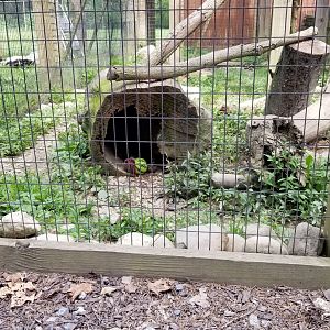 Lehigh Valley Zoo - the Fisher is in the log, I promise