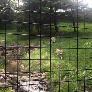Lehigh Valley Zoo - mexican gray wolves