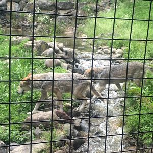 Lehigh Valley Zoo - mexican gray wolves