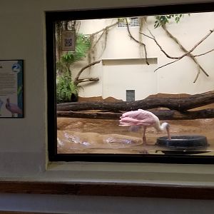 ZooAmerica - Roseate Spoonbill