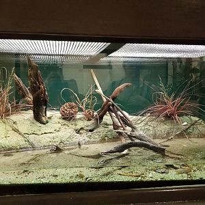 ZooAmerica - crabs and one fish