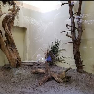 ZooAmerica - Gopher tortoise exhibit