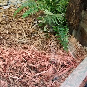 ZooAmerica - eastern diamondback