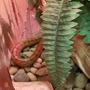 ZooAmerica - corn snake