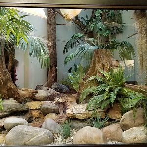 ZooAmerica - barred owl exhibit