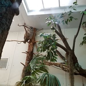 ZooAmerica - barred owl