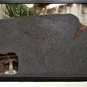 ZooAmerica - Pygmy rattlesnake exhibit