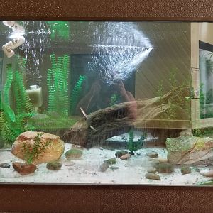 ZooAmerica - florida gar tank
