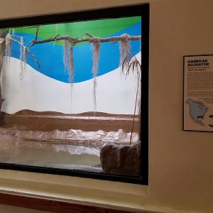 ZooAmerica - american alligator exhibit