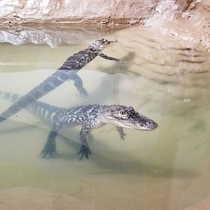 ZooAmerica - american alligators