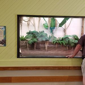 ZooAmerica - alligator snapping turtle