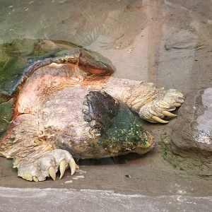 ZooAmerica - alligator snapping turtle