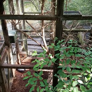 ZooAmerica - american martens, upper part