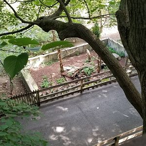 ZooAmerica - porcupine waddling about