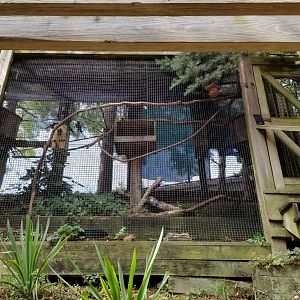 ZooAmerica - thick-billed parrots