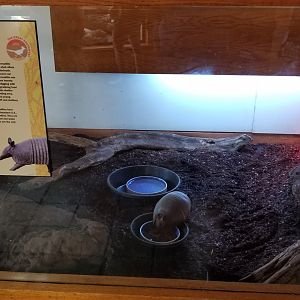 ZooAmerica - nine-banded armadillo