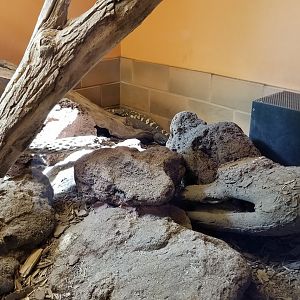 ZooAmerica - mexican beaded lizards