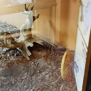 ZooAmerica - Gila Monster