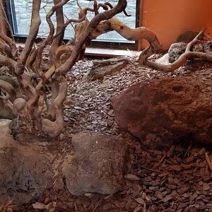 ZooAmerica - Blue Spiny Lizard