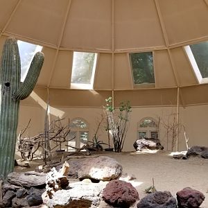 ZooAmerica - Burrowing Owl, Gambel's Quail, Roadrunner, Desert Tortoise